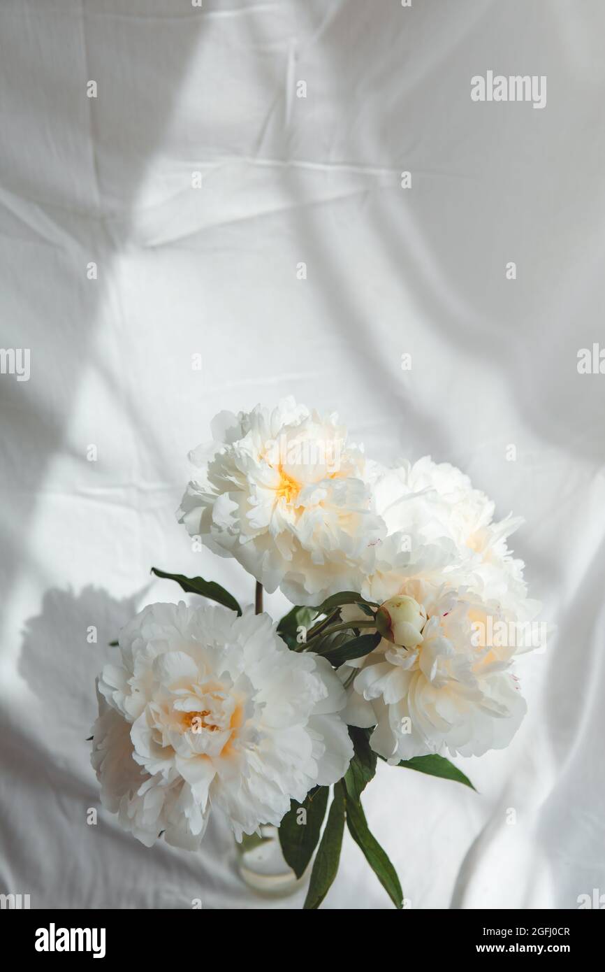 bouquet of peonies flowers white background Stock Photo - Alamy