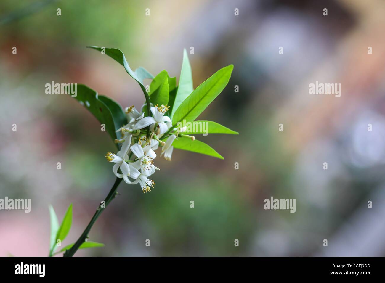 Blooming Grapefruit Flower on the tree Stock Photo