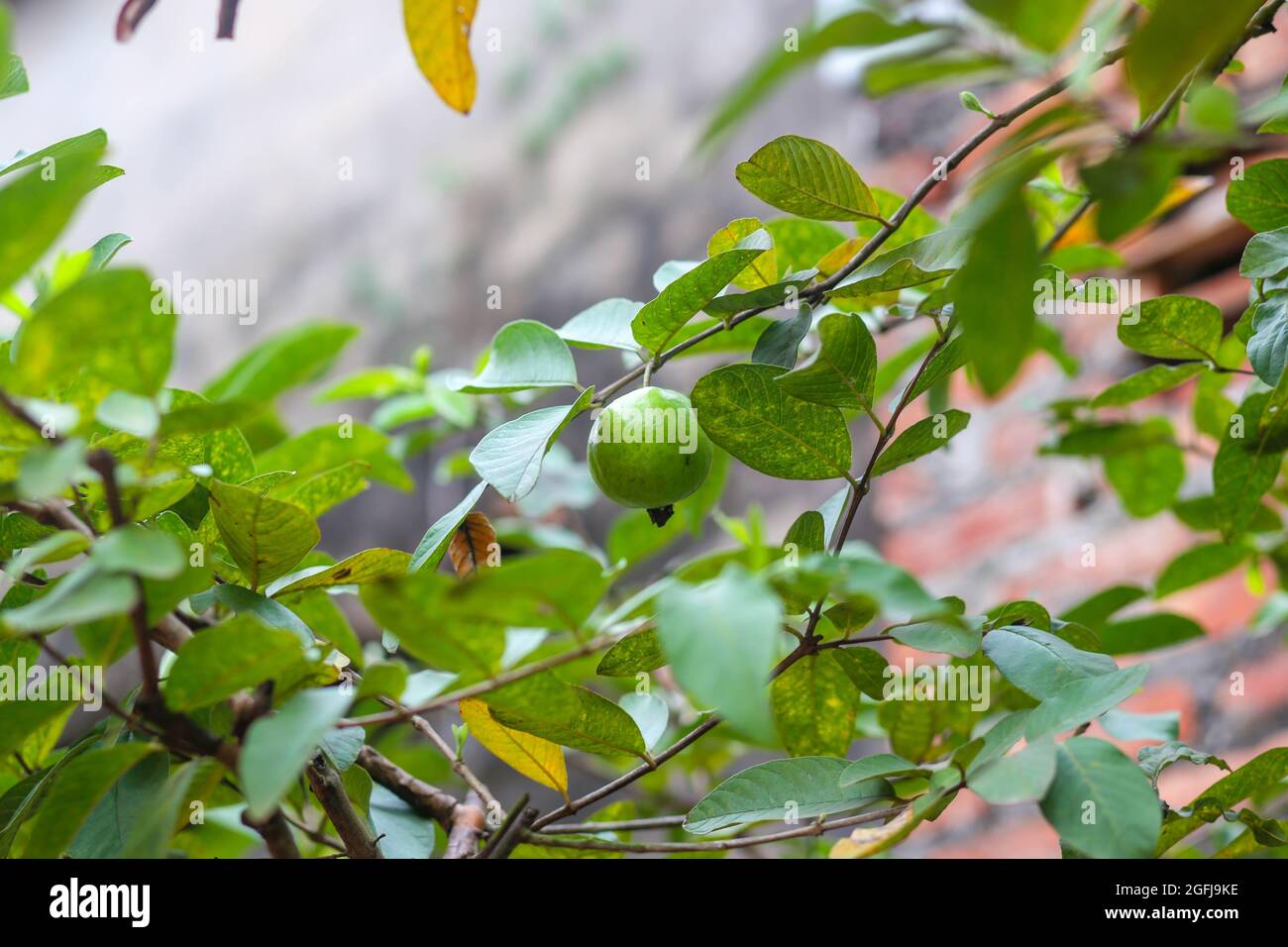 Guava fruit on the tree Stock Photo