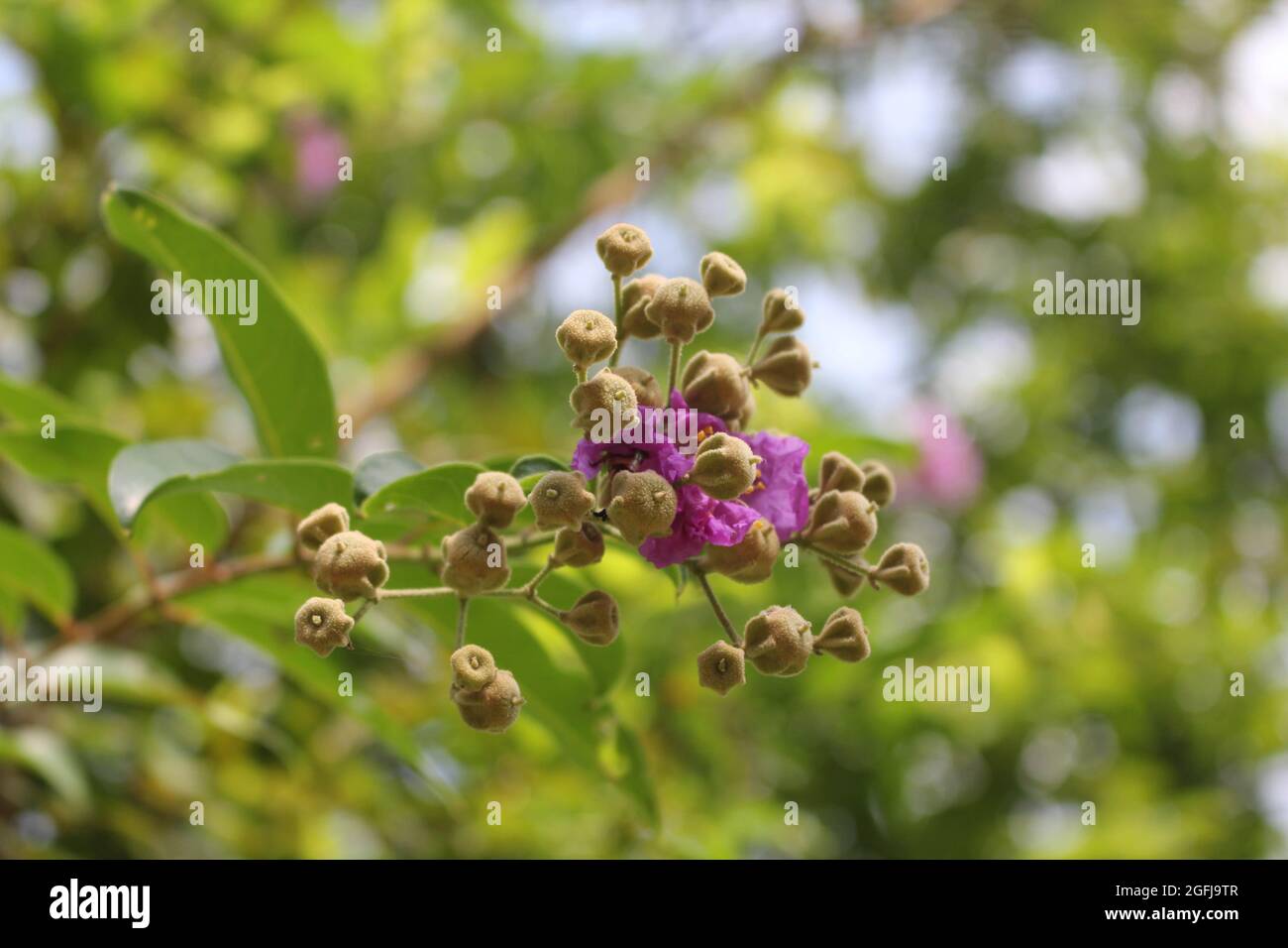 Fruits of the Inthanin tree, Queen's Flower, Lagerstroemia speciosa and flower Stock Photo