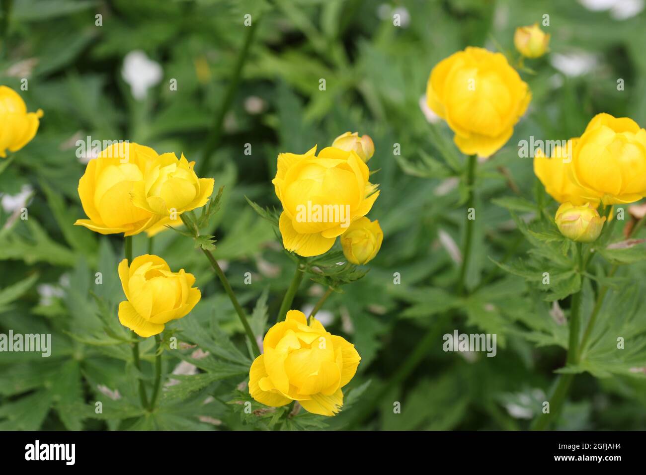 Yellow hybrid globeflower, Trollius x cultorum variety Bressingham Sunshine, flowers with a background of blurred leaves and flowers. Stock Photo