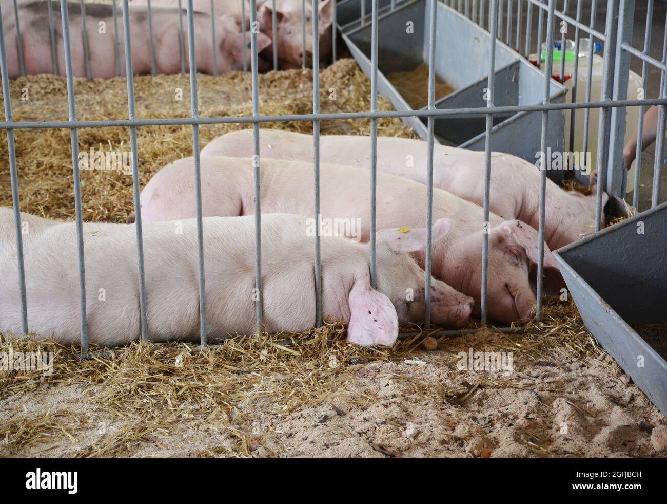 Raising landrace breed of swine on a farm for pork production: three white docile pigs, hogs with droopy ears and long body sleeping on straw after fe Stock Photo