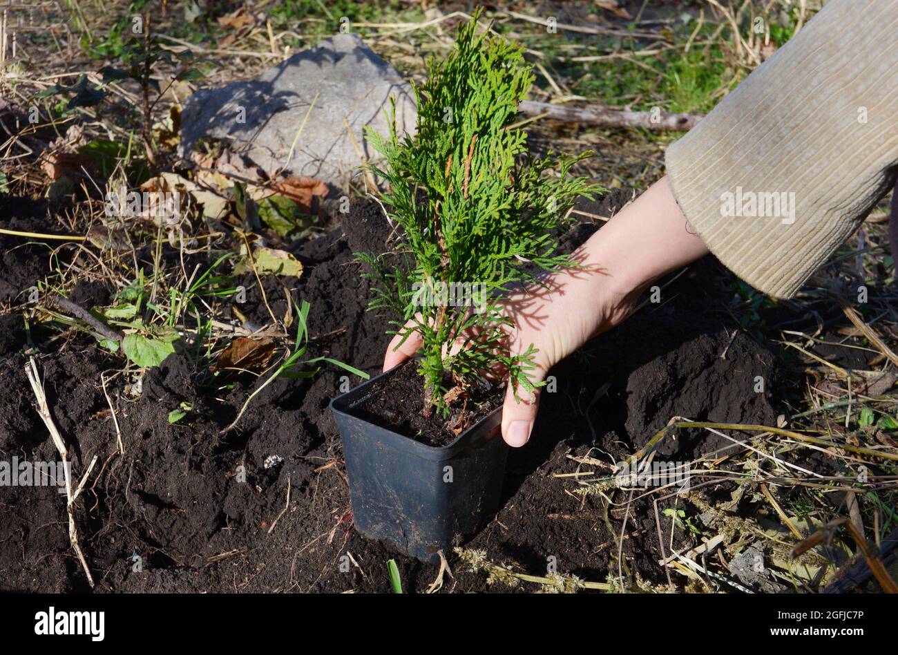 A gardener is planting a small sapling Thuja occidentalis Emerald Green, Smaragd Arborvitae from a pot into soil. Stock Photo