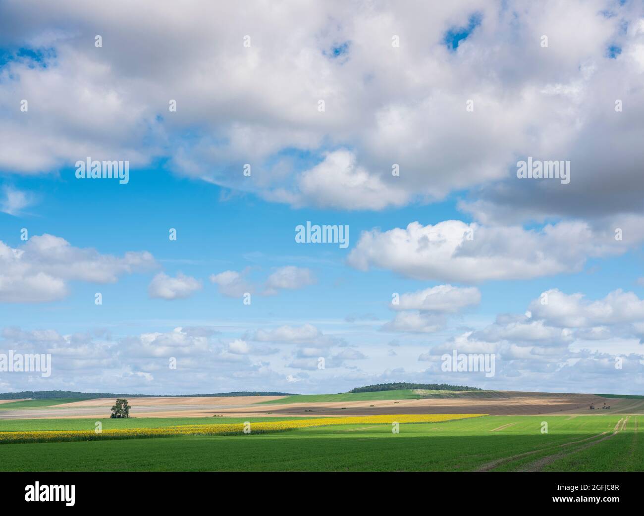 field with sunflowers under blue sky in french champagne ardennes landscape near city of reims Stock Photo