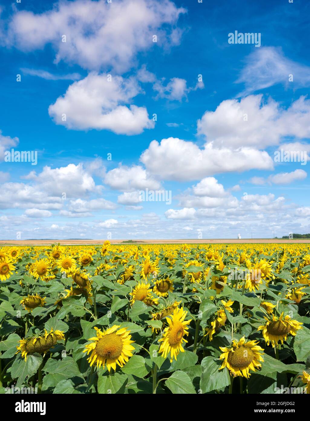 field with sunflowers under blue sky in french champagne ardennes landscape near city of reims Stock Photo
