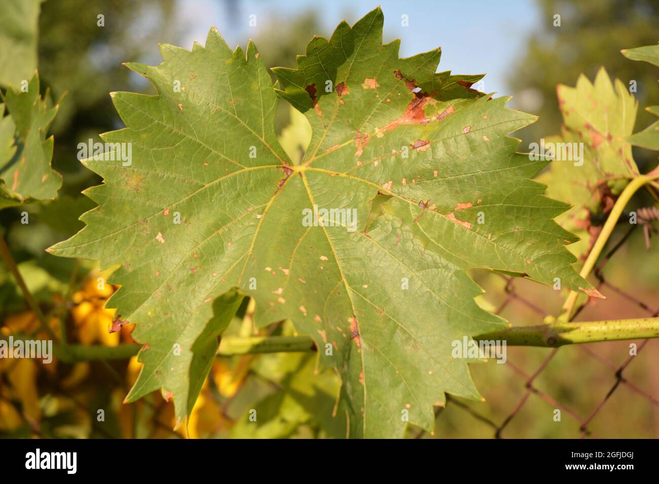 The grapevine is affected with fungal disease, Anthracnose , mildew