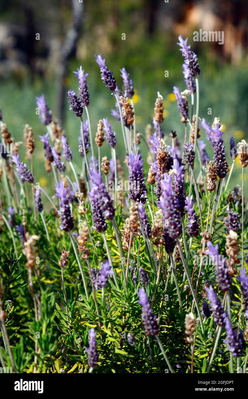 Lavender in bloom Stock Photo Alamy