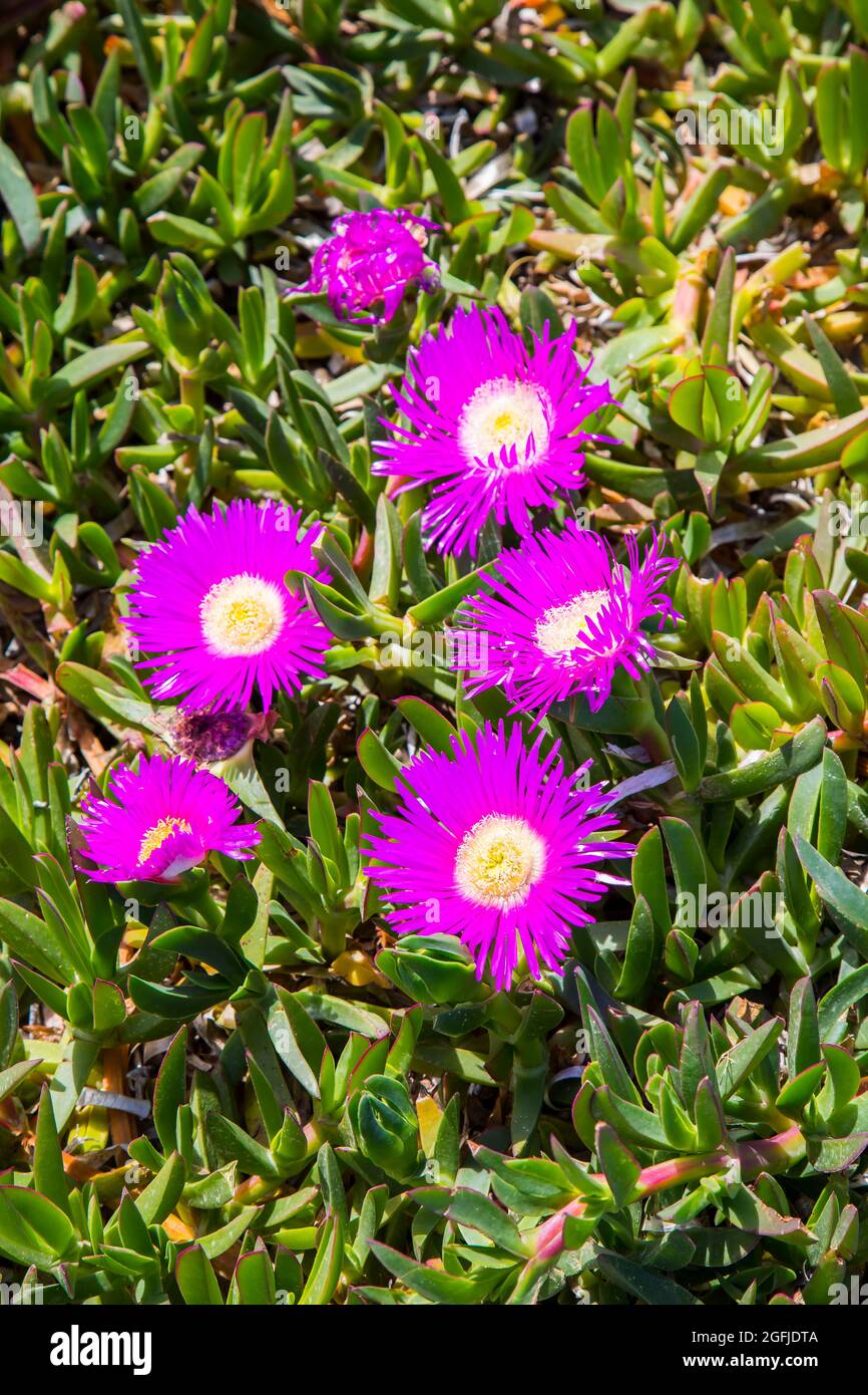 zebra succulent plant Zebra Succulent | Indoor Plant | Tropical Plant | Potted Plant main image 0