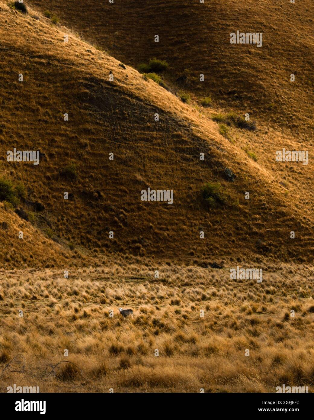 Sheep standing among the tussocks under the rolling hills at Lindis Pass, South Island. Vertical format. Stock Photo
