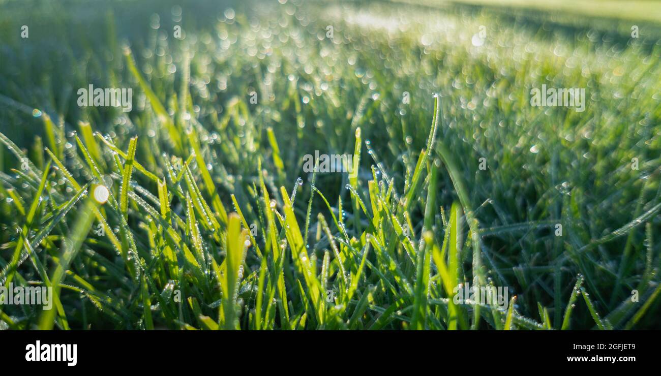 Panorama image of lush green grass on meadow with drops of water dew in morning sunlight. Beautiful artistic image of purity and freshness of nature, Stock Photo
