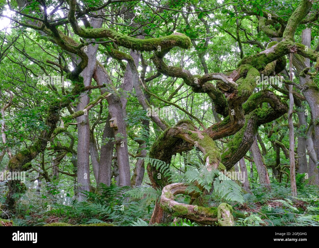 Twisted and gnarled branches add to the fairy tale atmosphere in the enchanting surroundings of Padley Gorger, Derbyshire. Stock Photo