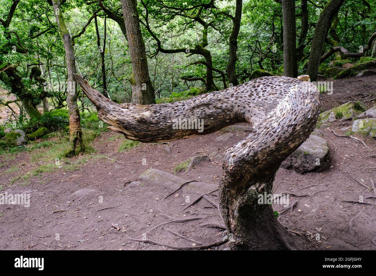 A money tree in the fairy tale surroundings of Padley Gorge, Derbyshire Stock Photo