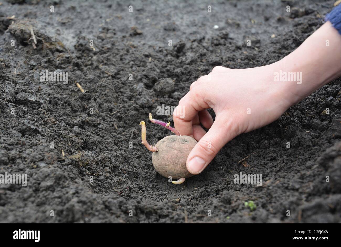 How to plant potatoes in the vegetable garden lay sprouted potato at