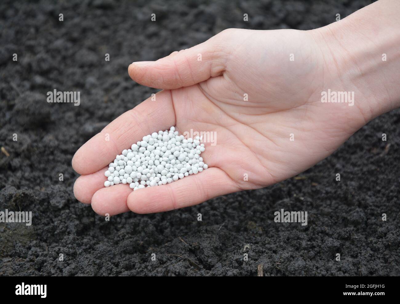 A gardener is adding chemical mineral fertilizers into soil in spring to replentish it with nutrients and increase crop yields. Stock Photo