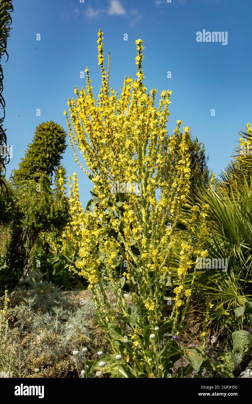 Vibrant Ligularia 'The Rocket’, leopard plant 'The Rocket’ in flower, natural plant portrait in good sunshine Stock Photo