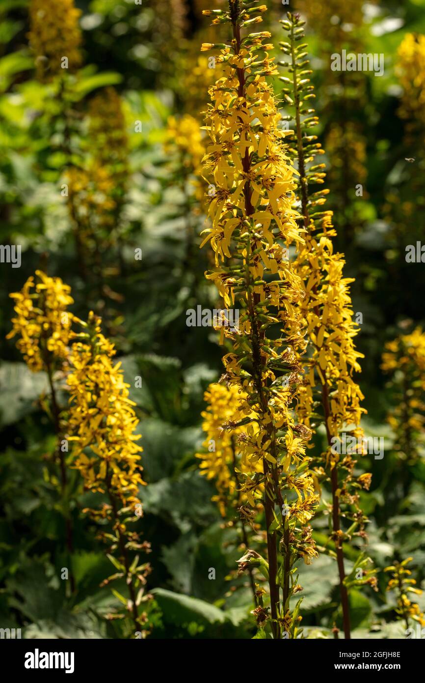 Vibrant Ligularia 'The Rocket’, leopard plant 'The Rocket’ in flower, natural plant portrait in good sunshine Stock Photo