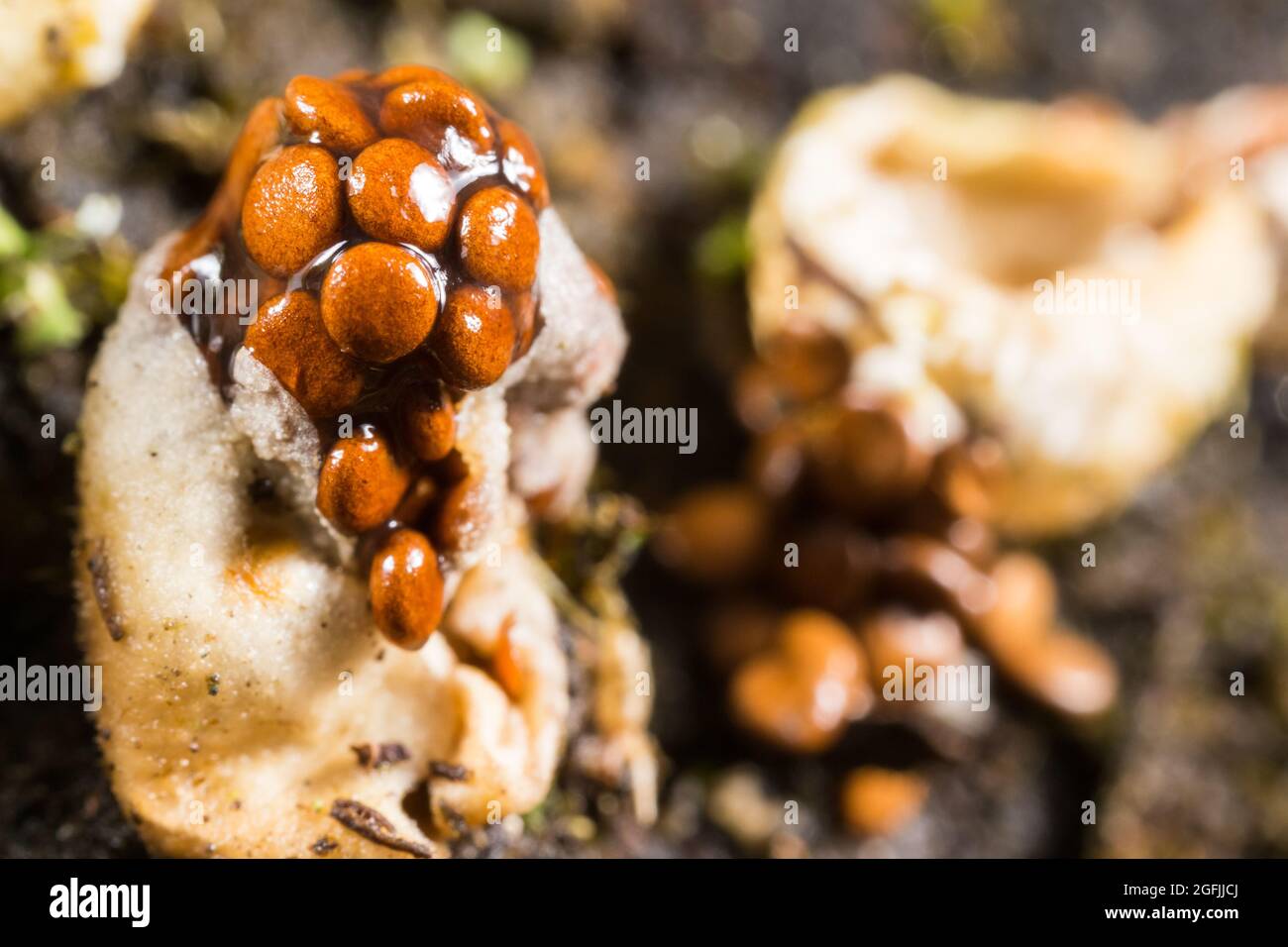 Bird's nest fungus (Nidularia deformis Stock Photo Alamy