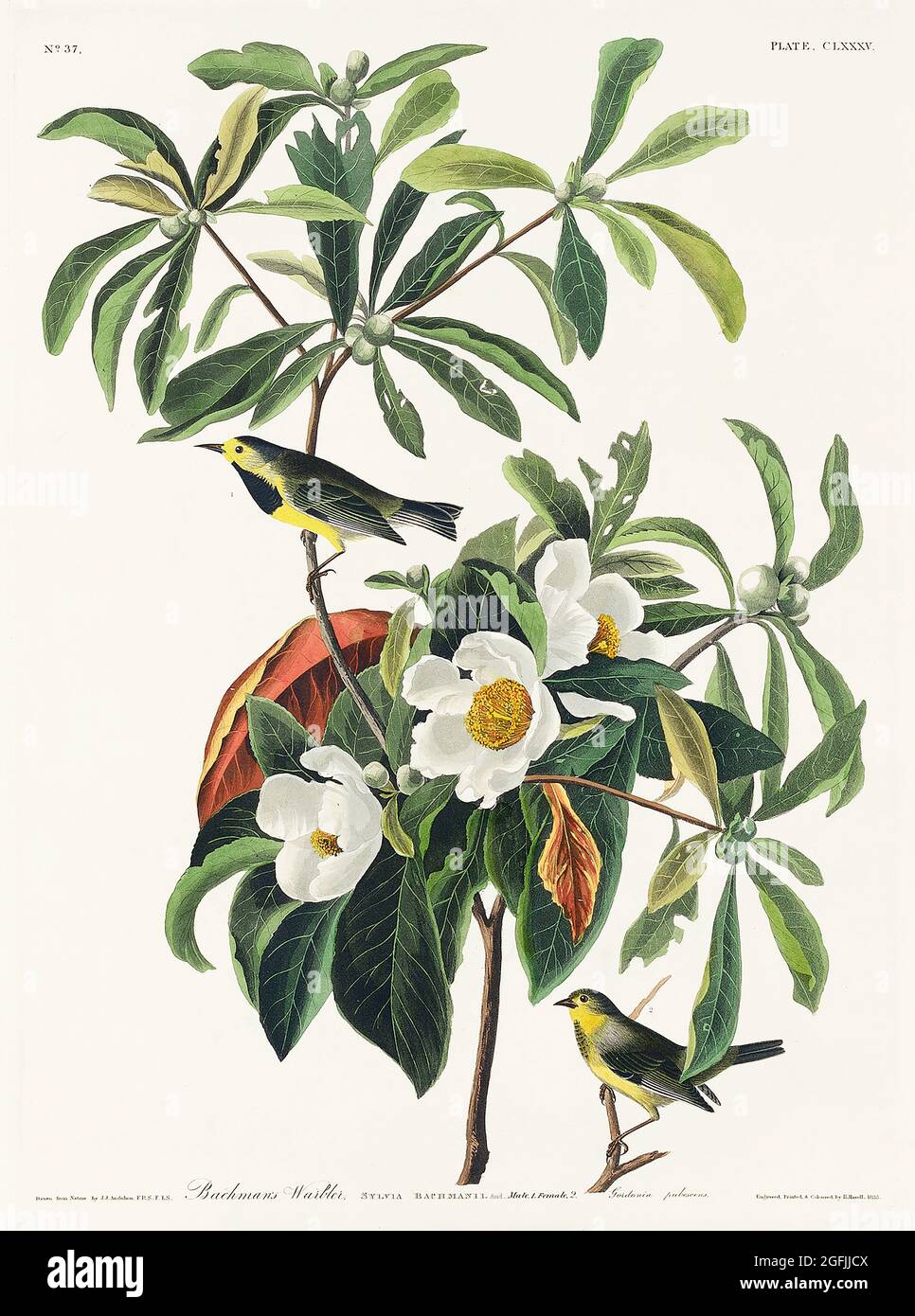 Bachman's Warbler from Birds of America (1827) by John James Audubon (1785 - 1851), etched by Robert Havell Stock Photo