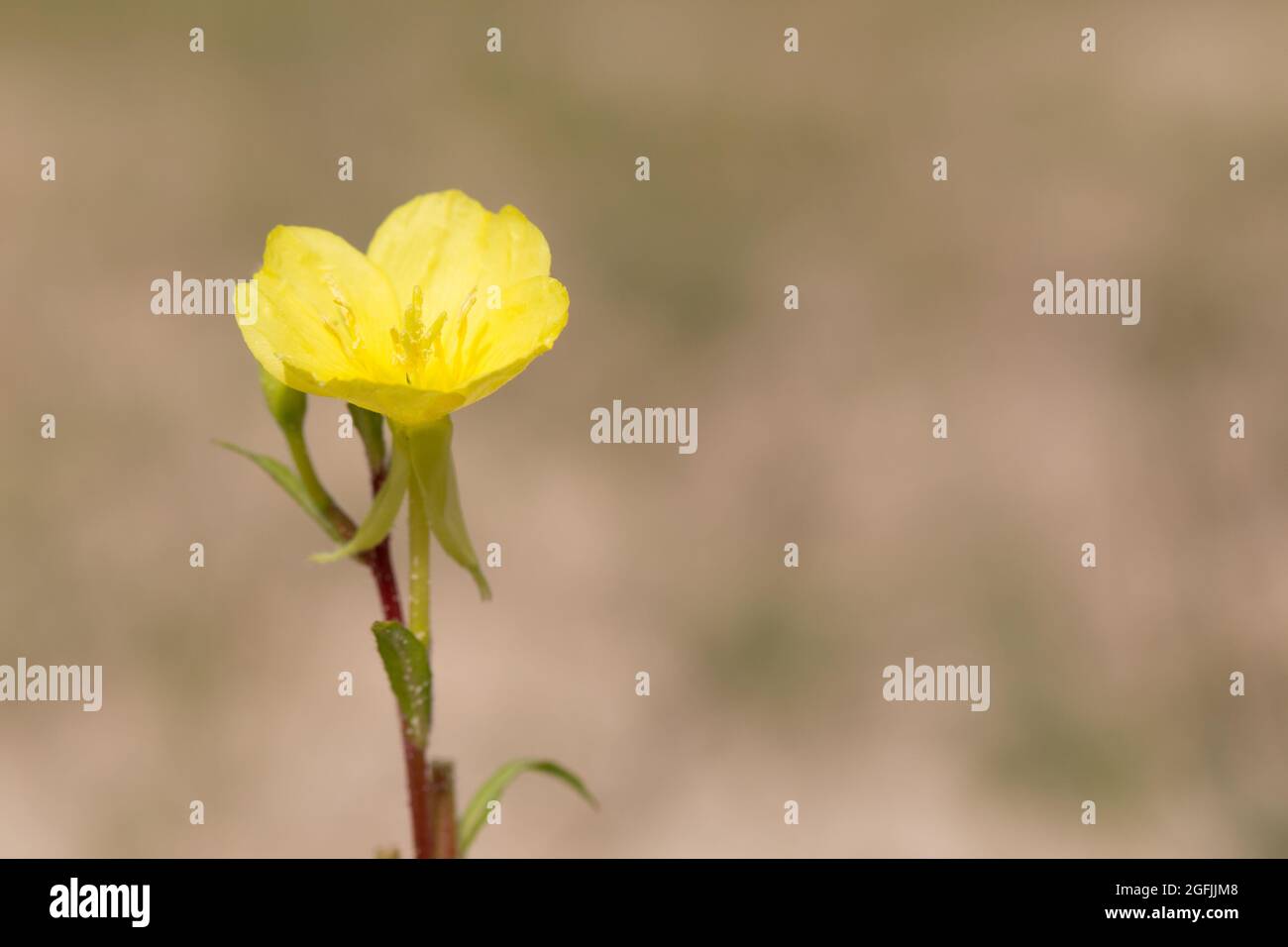 Evening primrose (Oenothera rubricaulis) Stock Photo