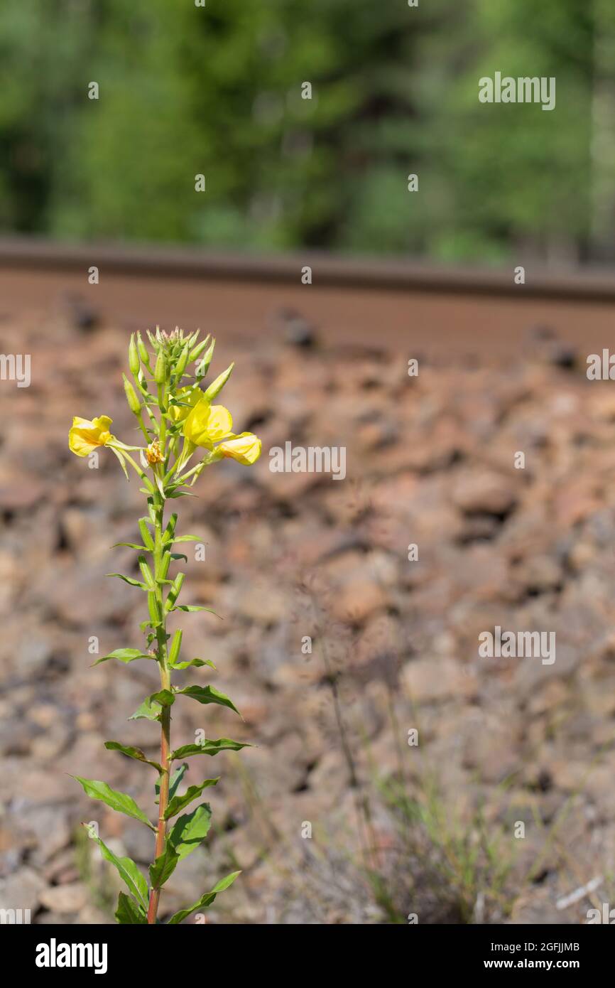 Evening primrose (Oenothera rubricaulis) Stock Photo
