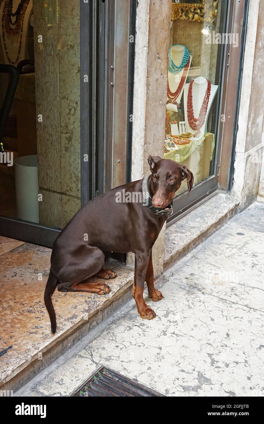 Dog waiting for its owner in front of the shopping store Stock Photo ...