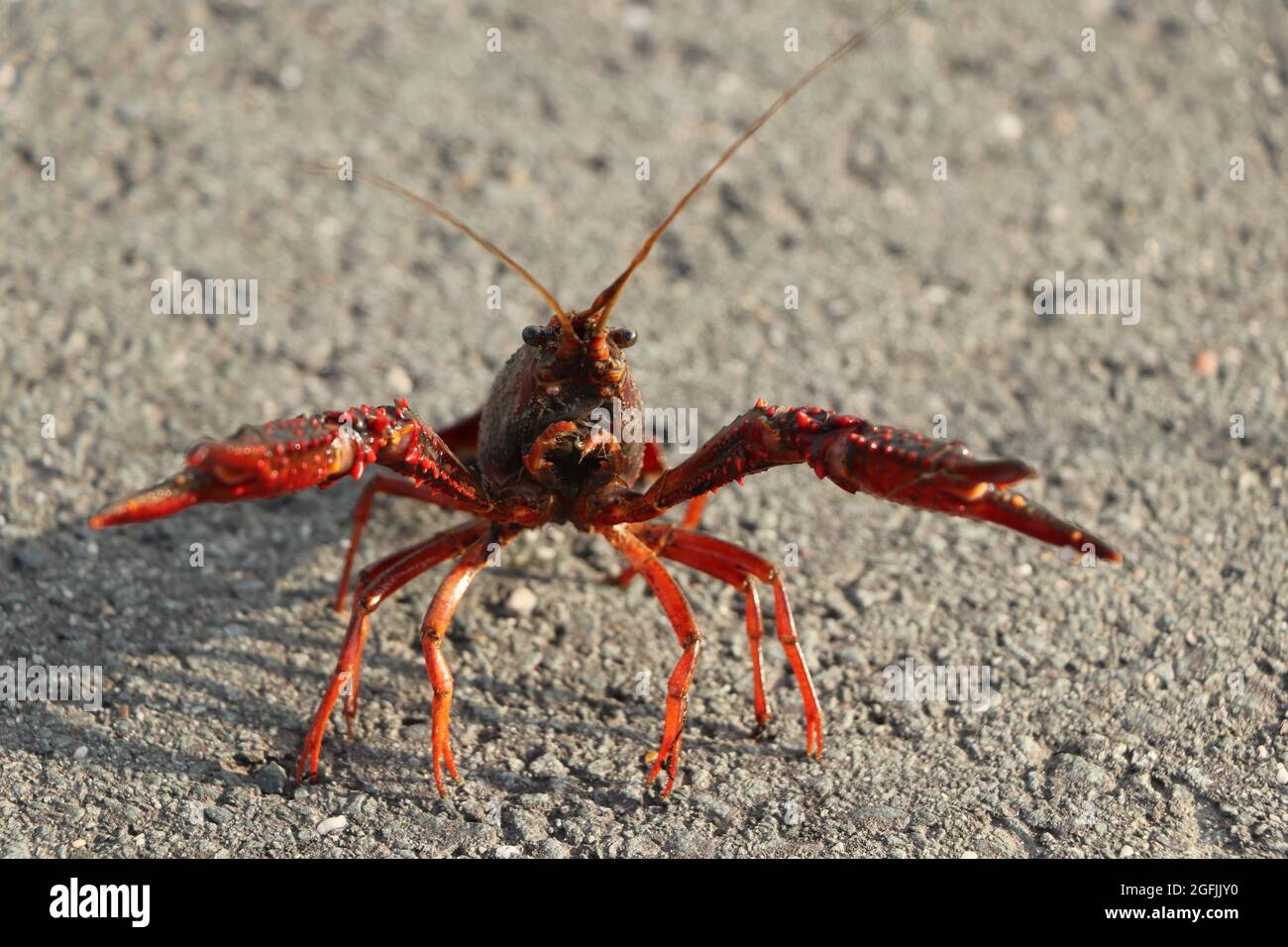 Invasive red swamp crayfish procambarus clarkii on cycling path in the Netherlands Stock Photo