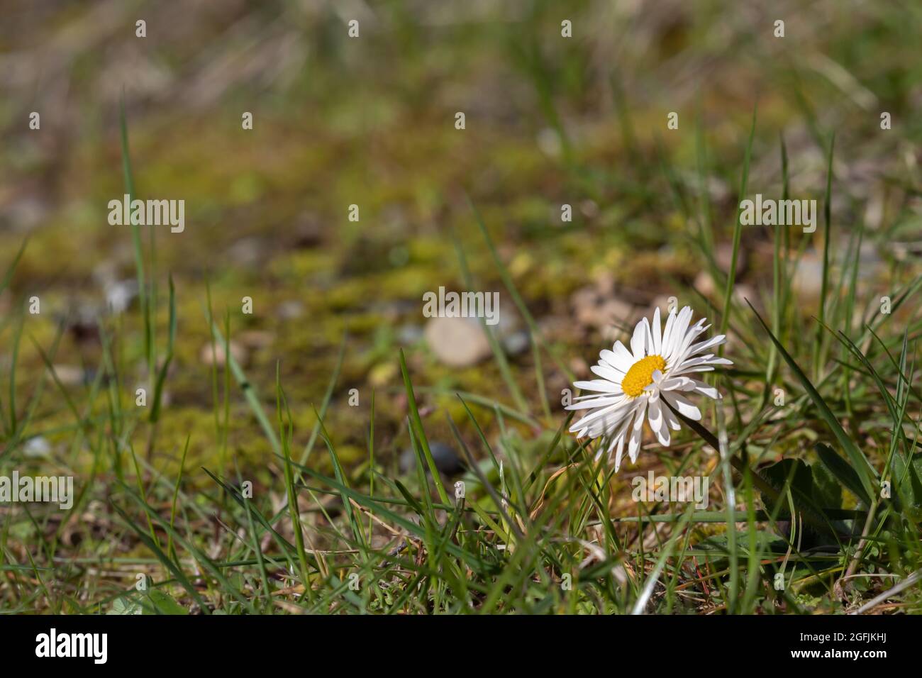 wild daisy growing out of the grass in spring Stock Photo