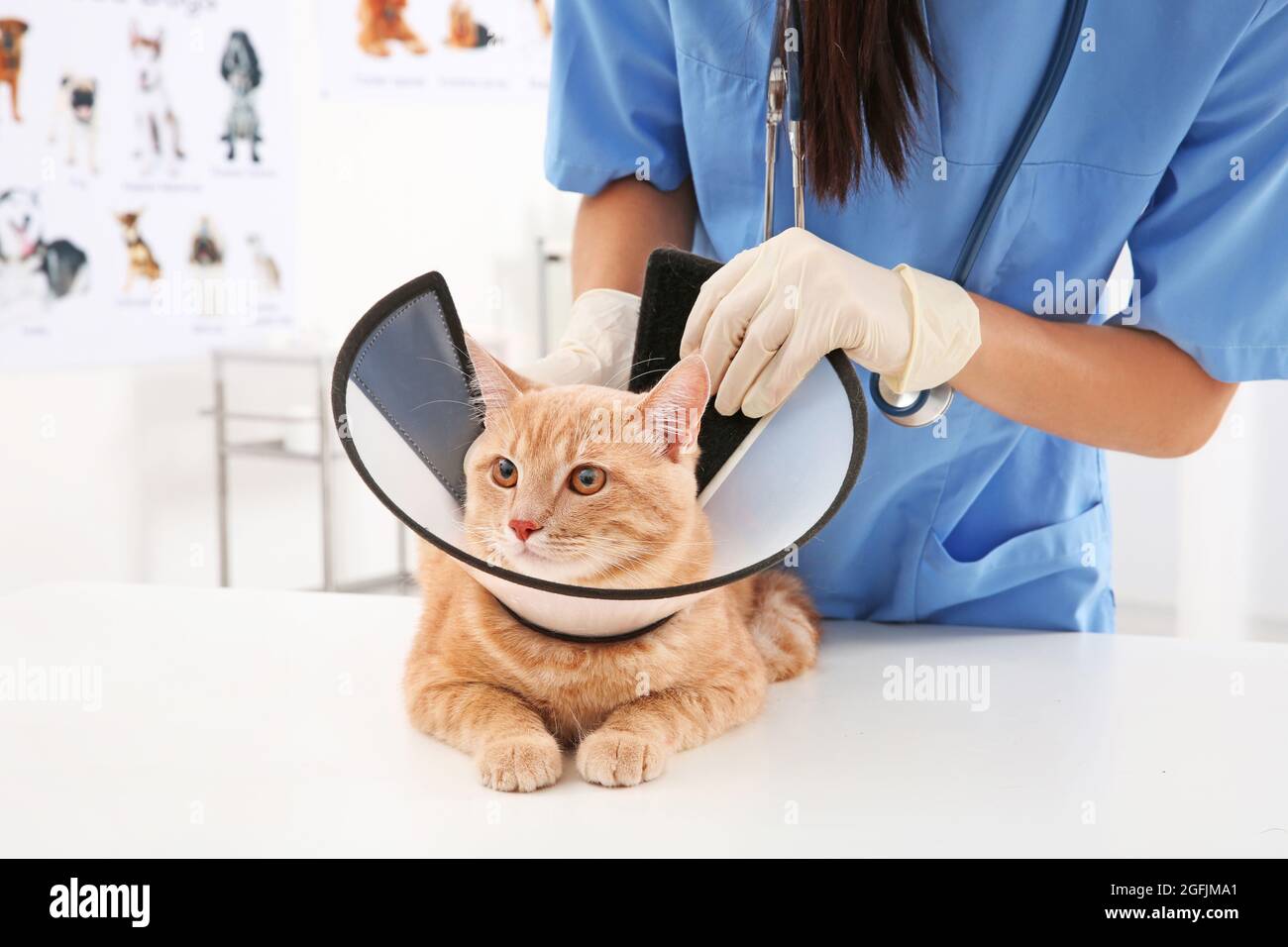Veterinarian putting cone of shame on cat Stock Photo Alamy