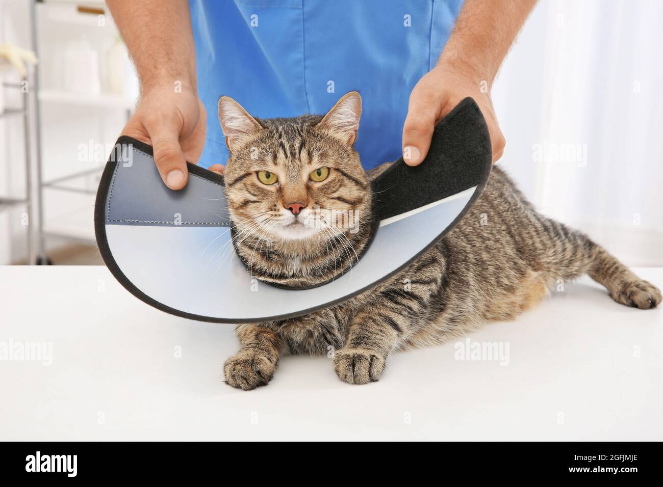 putting a cone on a cat