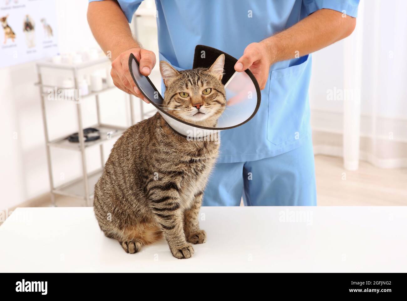 putting cone on cat