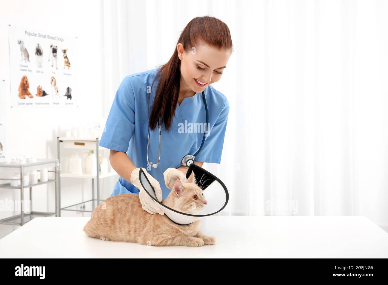 Pretty young veterinarian putting cone of shame on cat Stock Photo Alamy