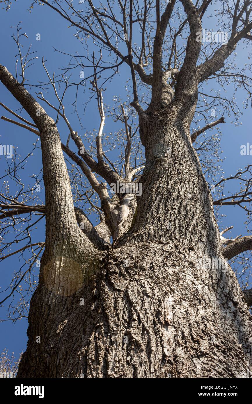 Old ancient big tree hi-res stock photography and images - Alamy