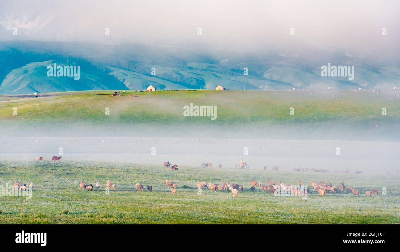 Yili, Yili, China. 26th Aug, 2021. Zhaosu Grassland in Zhaosu County, Ili Kazakh Autonomous Prefecture, Xinjiang in the morning mist. (Credit Image: © SIPA Asia via ZUMA Press Wire) Credit: ZUMA Press, Inc./Alamy Live News Credit: ZUMA Press, Inc./Alamy Live News Stock Photo