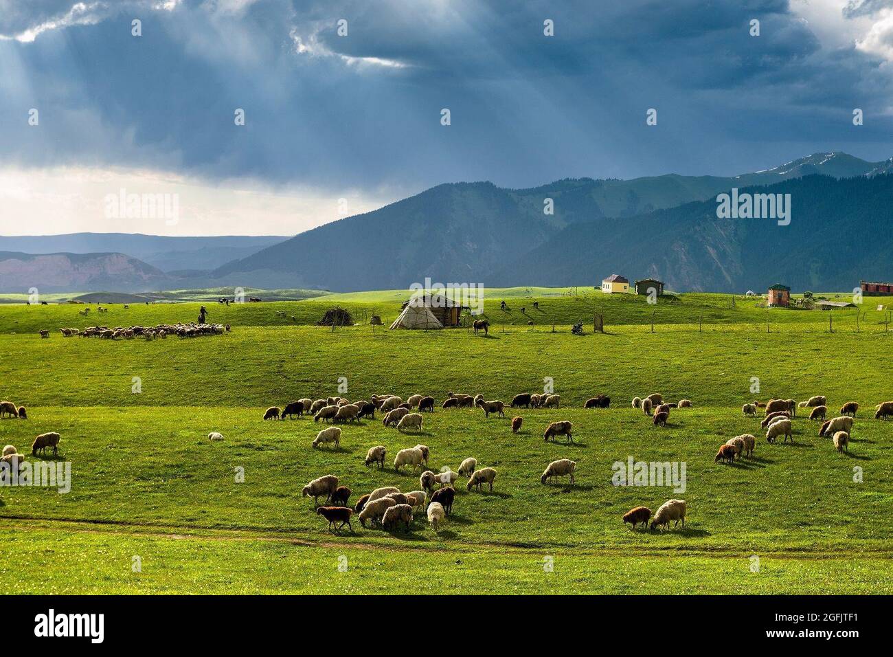 Yili, Yili, China. 26th Aug, 2021. Qiongkushitai Grassland, Tekes County, Ili Kazakh Autonomous Prefecture, Xinjiang. (Credit Image: © SIPA Asia via ZUMA Press Wire) Credit: ZUMA Press, Inc./Alamy Live News Stock Photo