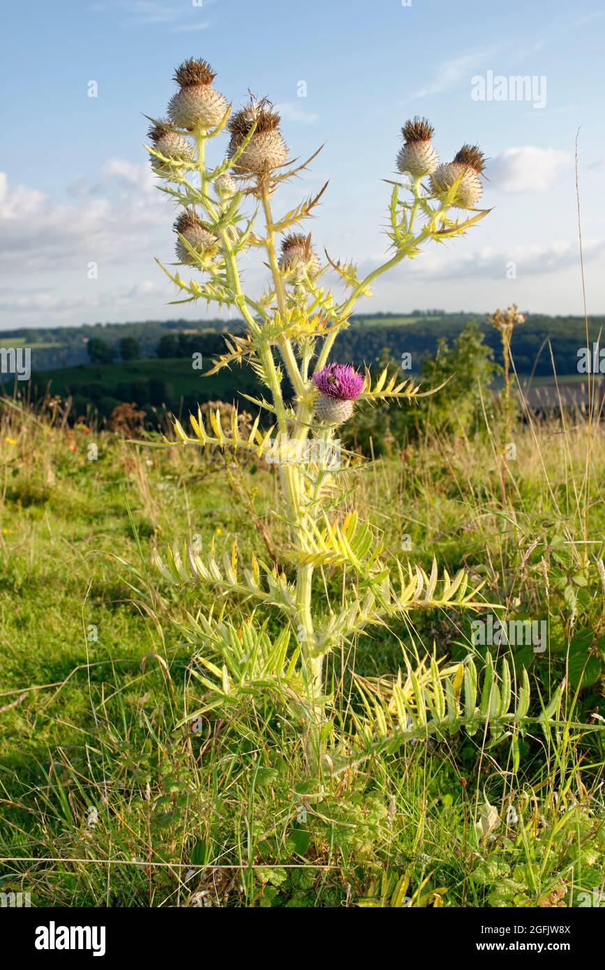 Woolly Thistle - Cirsium eriophorum, mature plant in Cotswold landscape Stock Photo