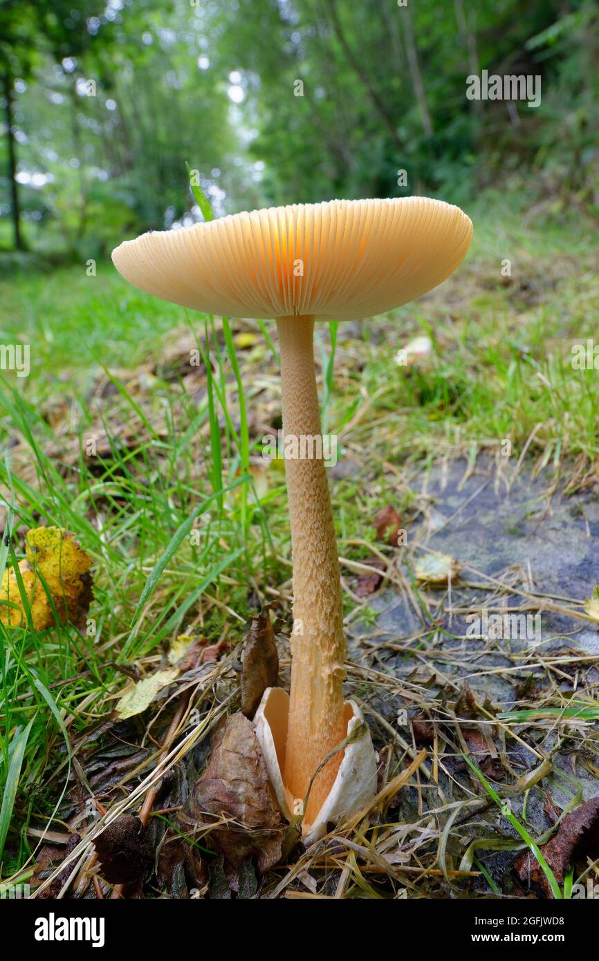 Orange Grisette - Amanita crocea, large fungus cap in Exmoor woodland environment Stock Photo