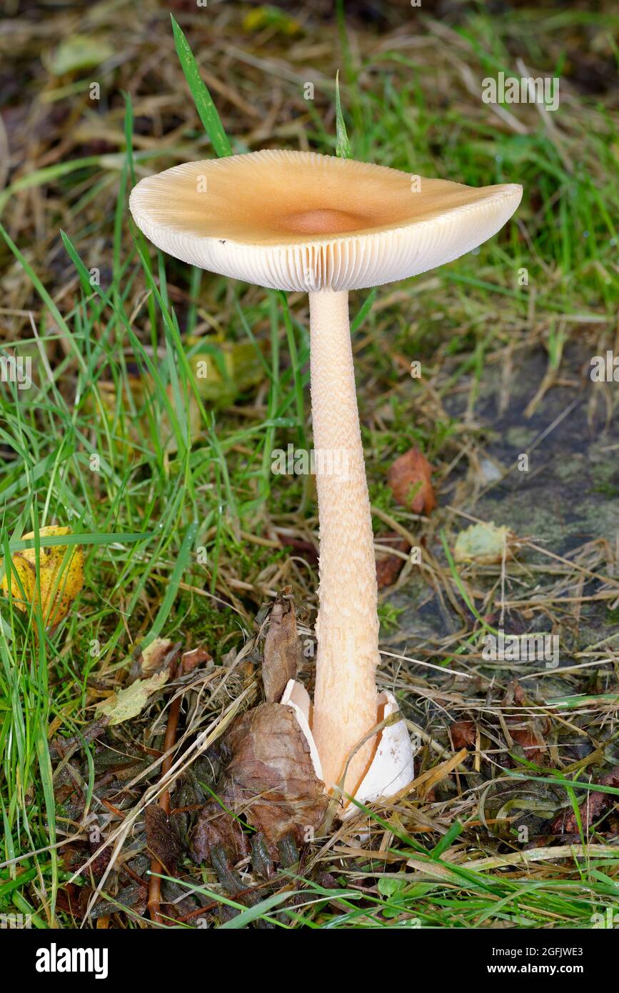 Orange Grisette - Amanita crocea, large fungus cap in Exmoor woodland Stock Photo