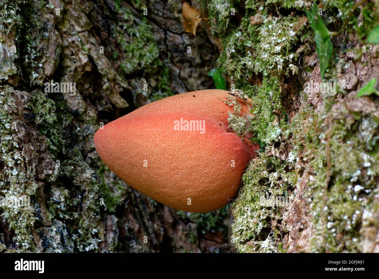 Beefsteak Fungus - Fistulina hepatica, young fruit body on Sessile Oak Stock Photo