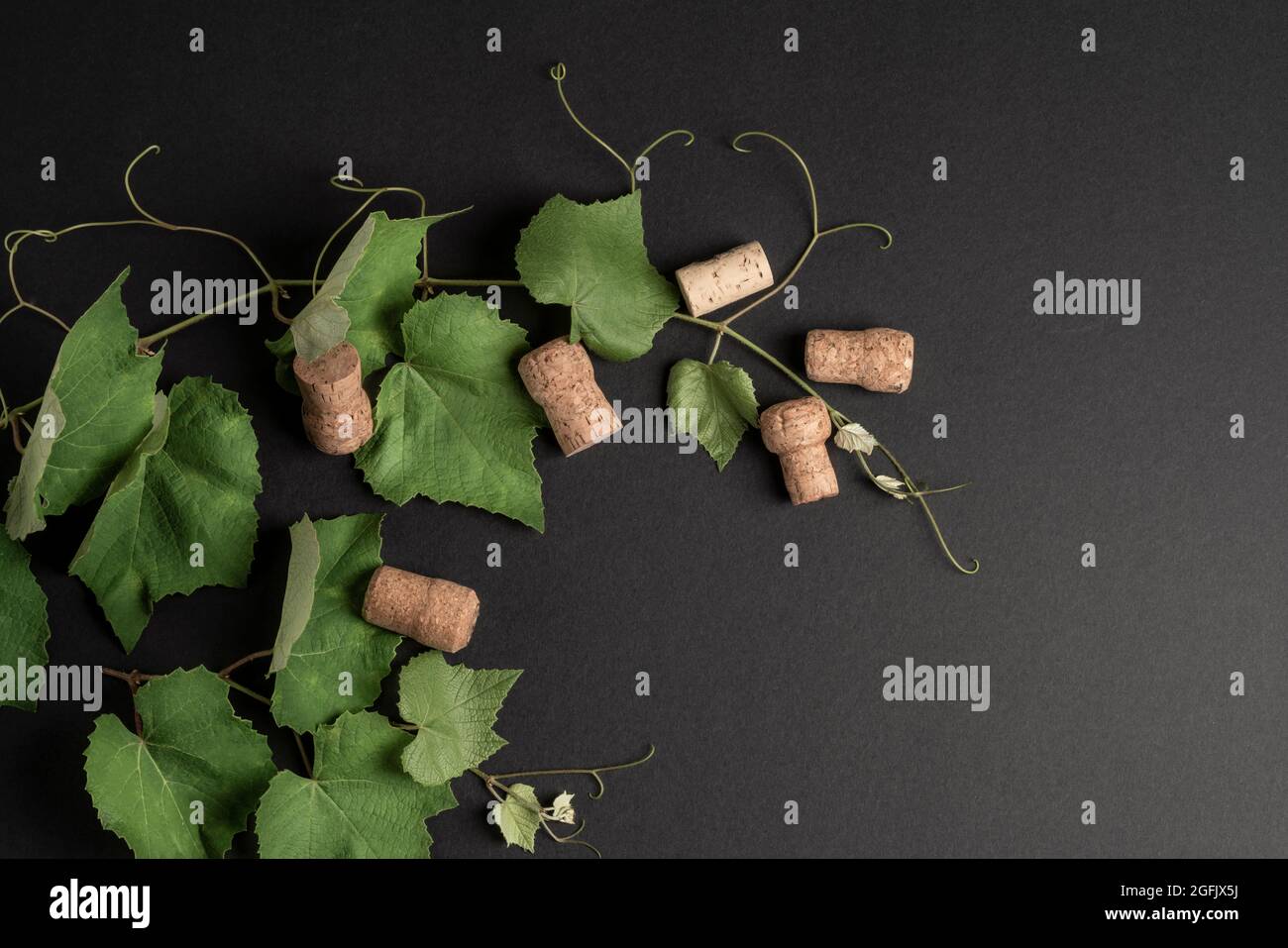 natural background with green grape leaves and bottle corks on black ...