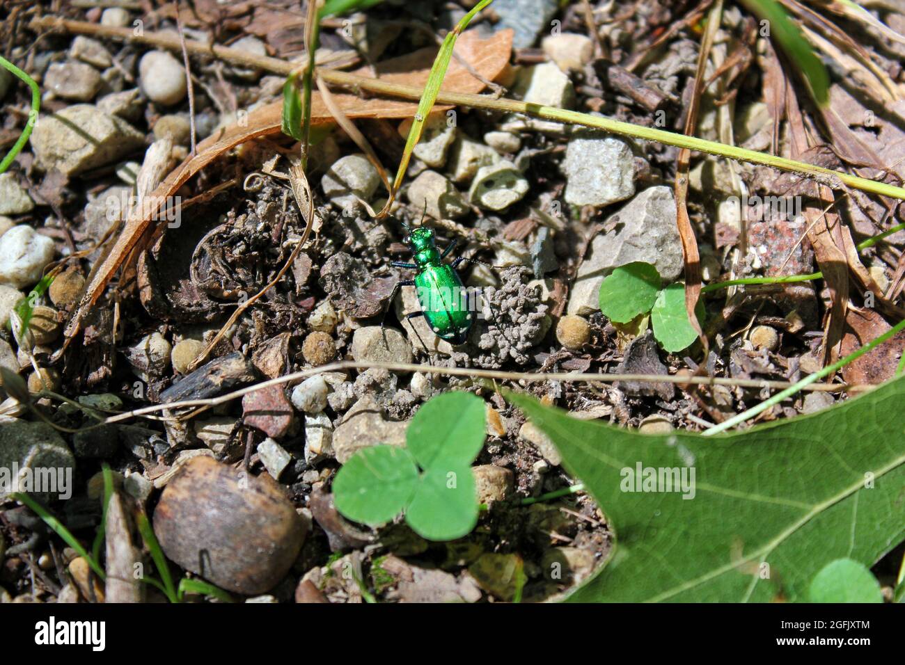 Six spotted green tiger beetle, Cicindela sexguttata,in the summer woods. Stock Photo