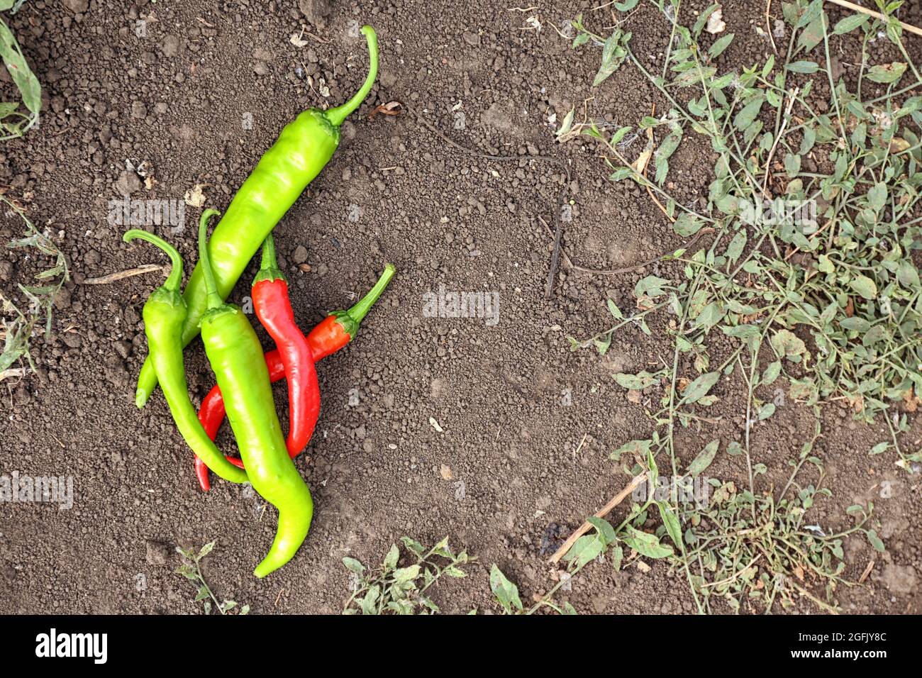Green and red hot chili peppers lying on the ground Stock Photo - Alamy