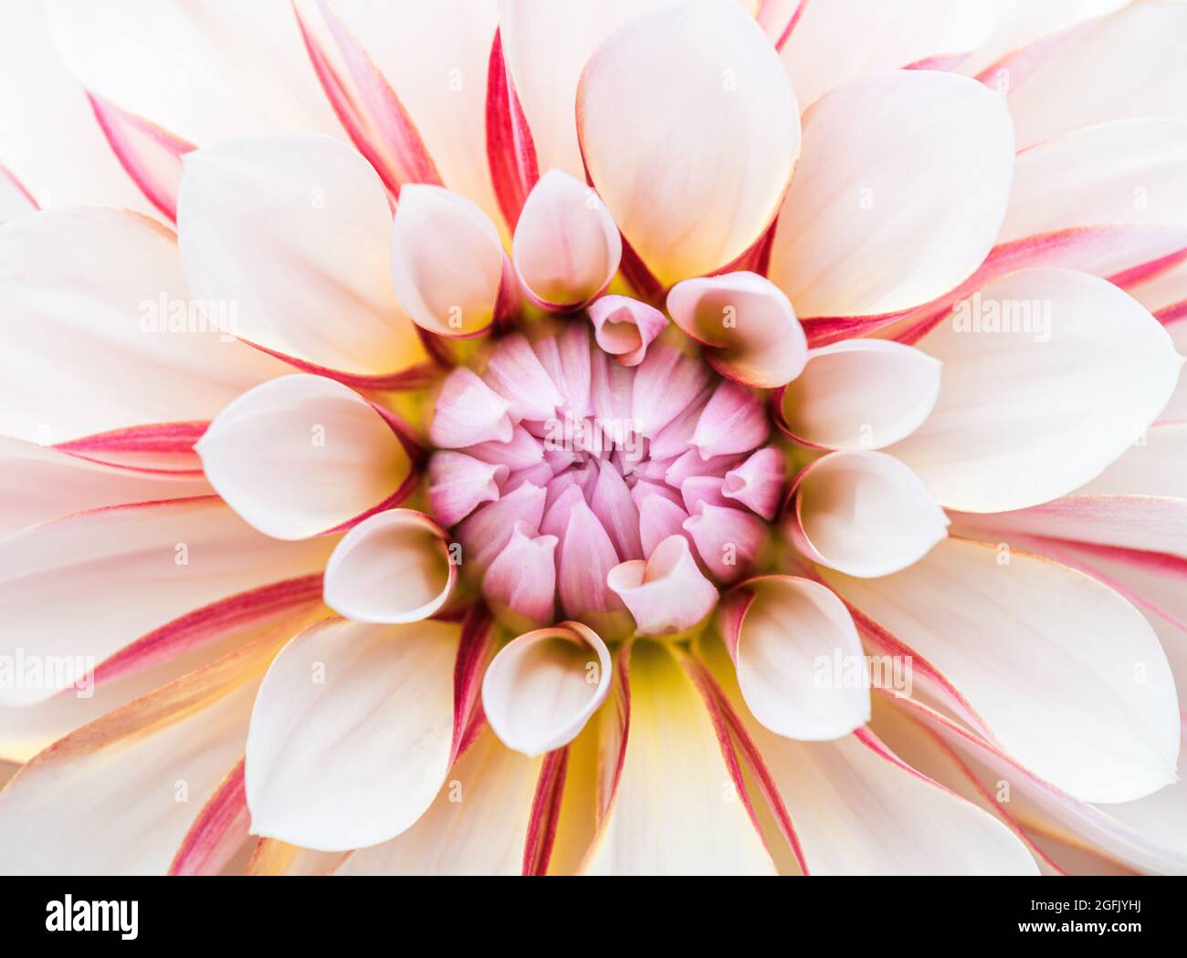 A close up of a single white dahlia flower with vibrant pink red stripes. Stock Photo