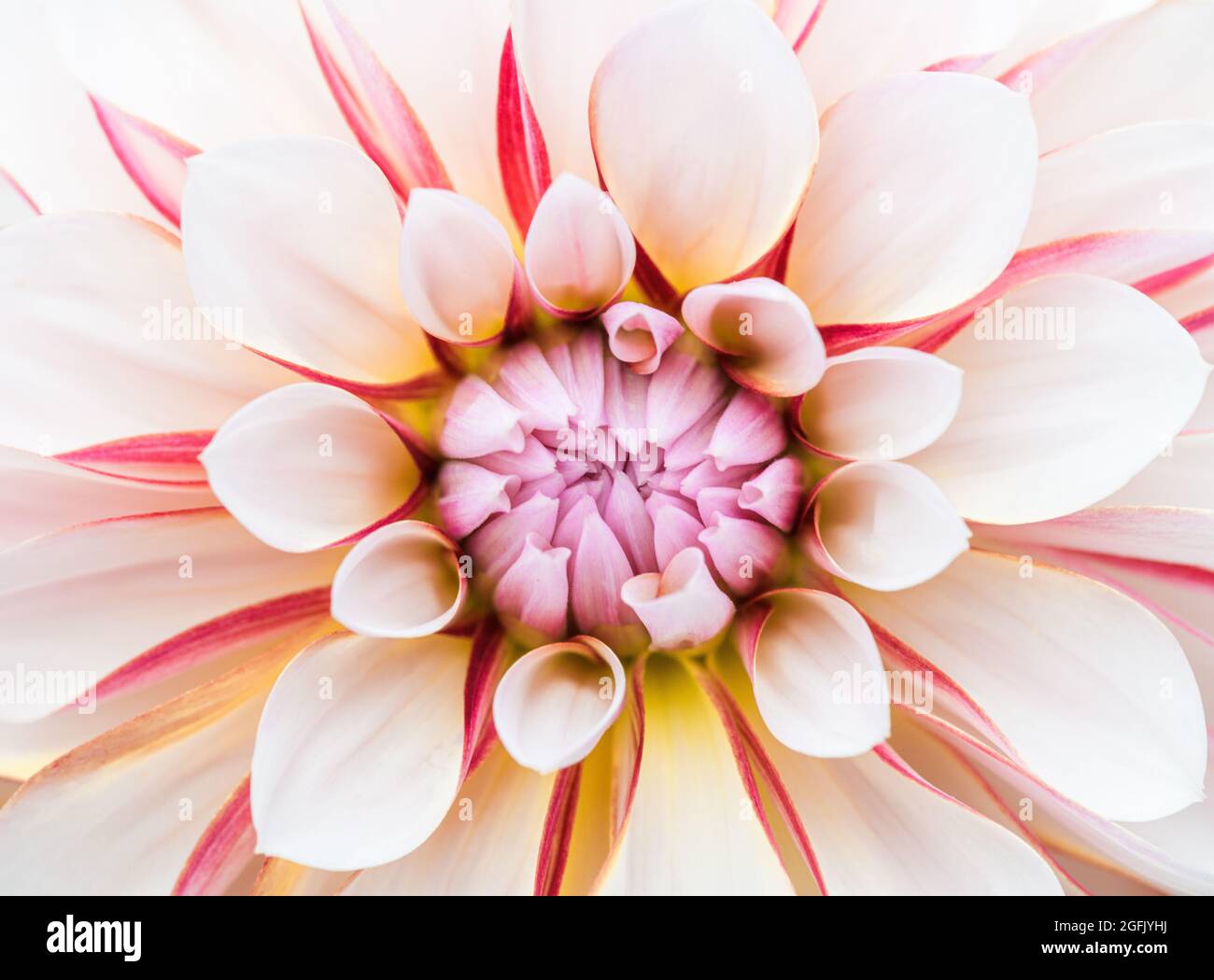 Pink striped stripes garden hi-res stock photography and images - Alamy
