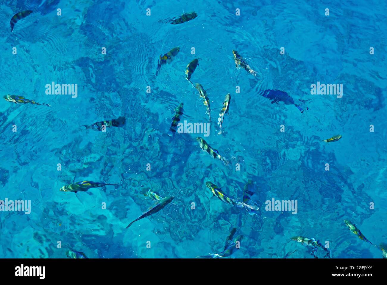 Sea with colorful fish Stock Photo - Alamy