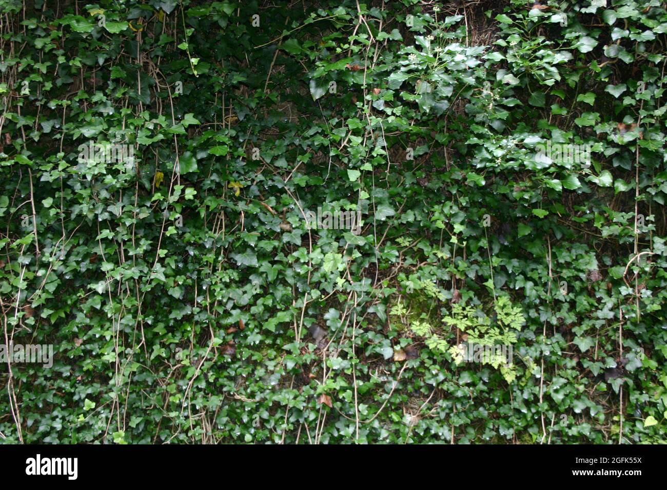 mit grünen Pflanzen bewachsene Felsen Stock Photo