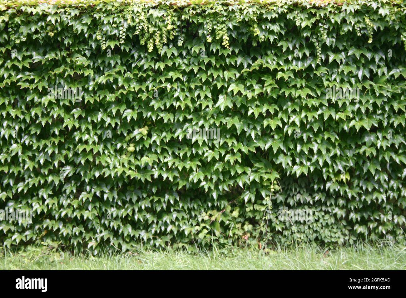 mit grünen Pflanzen bewachsene Mauer Stock Photo
