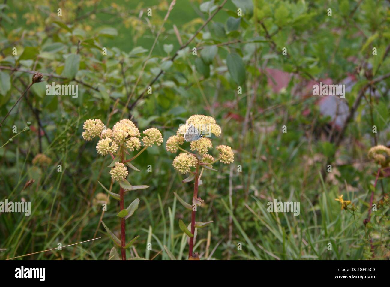 Landschaftsaufnahme Wiese mit Blumen und Schmetterling Stock Photo