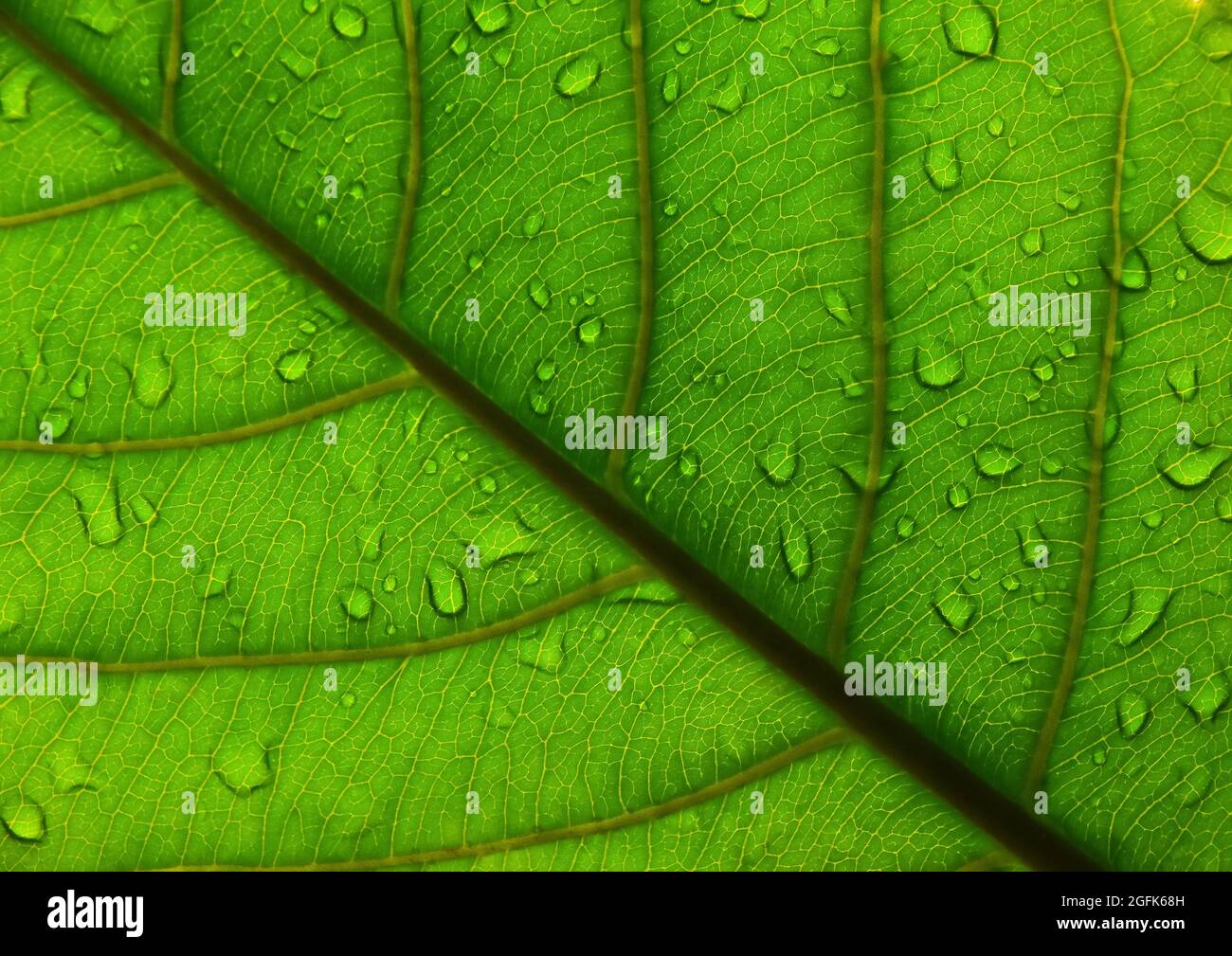 Extreme close up background texture of backlit green leaf veins with ...