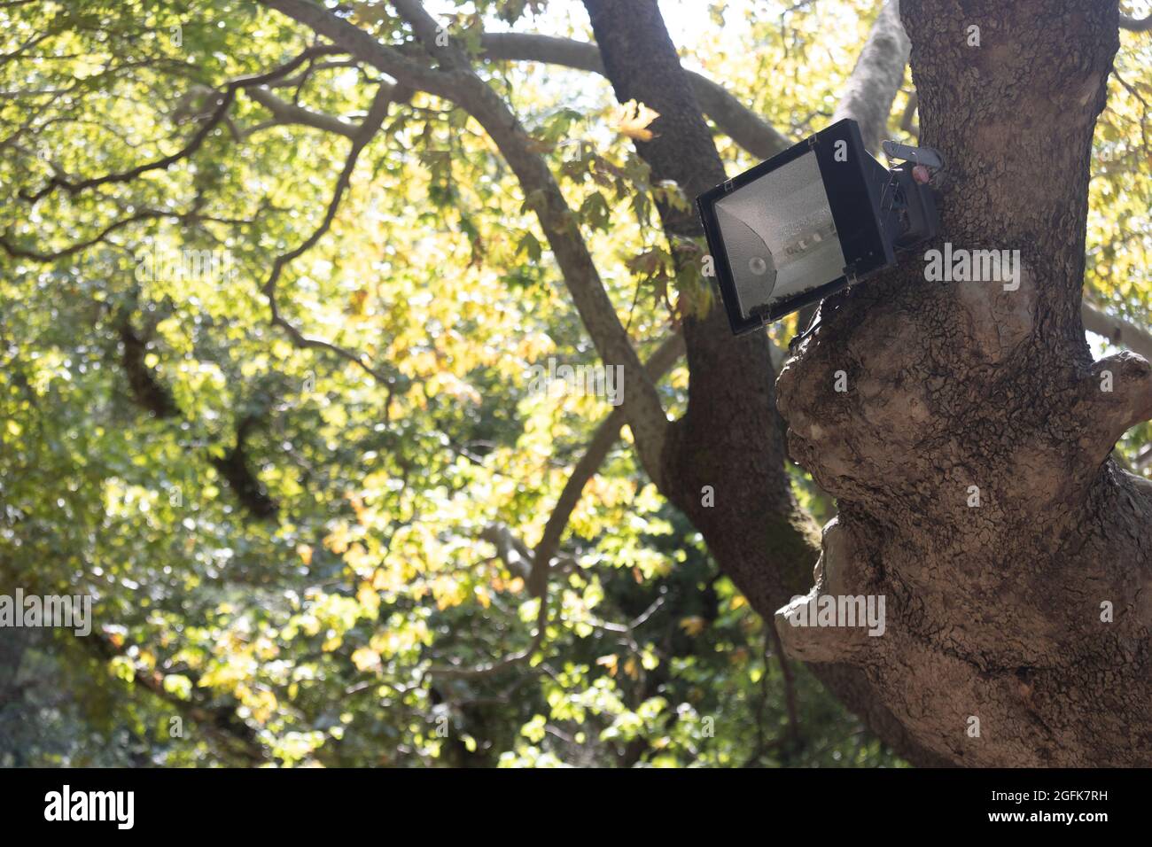Led metal tree garden hi-res stock photography and images - Alamy