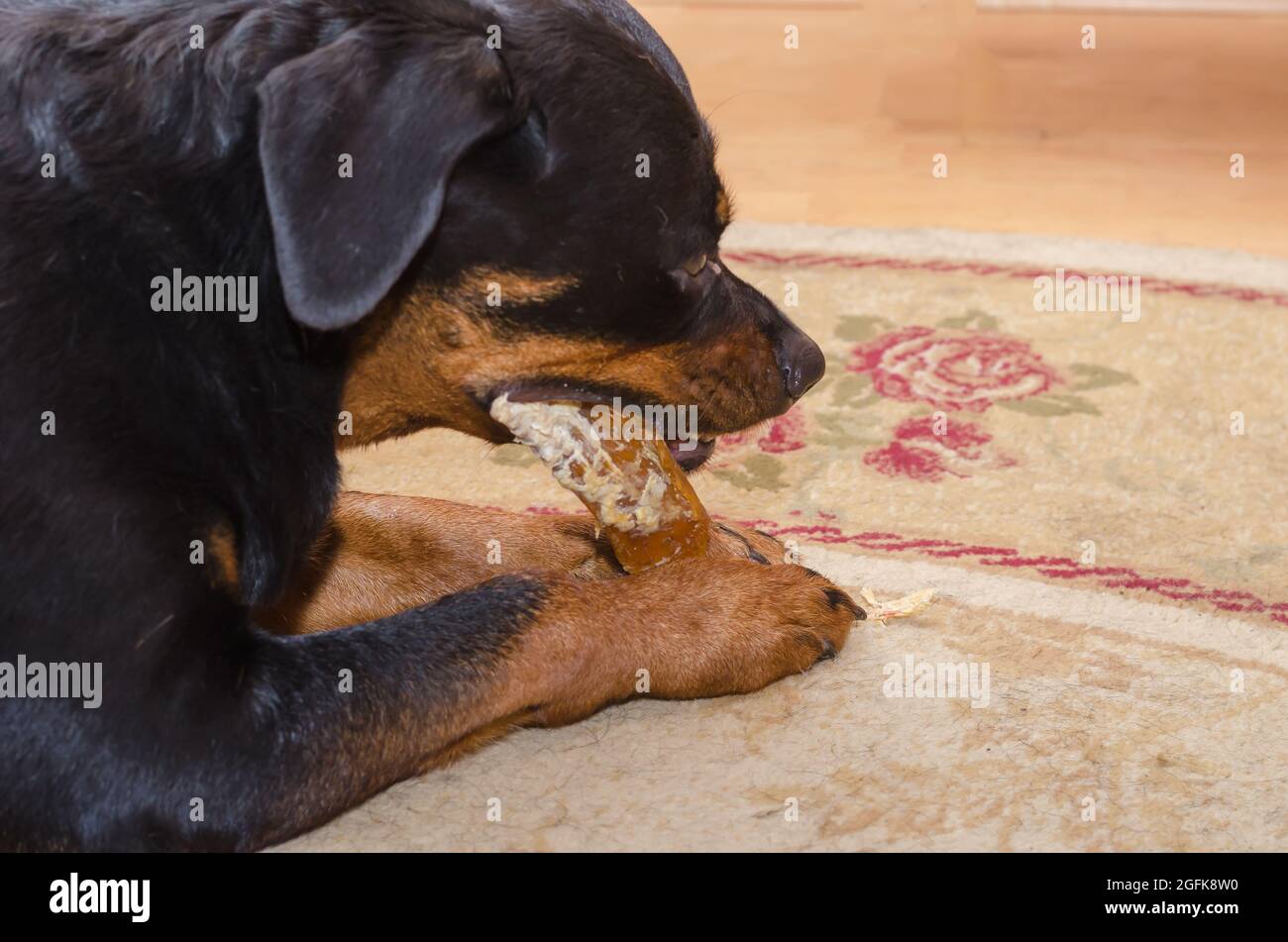 Black dog is lying on carpet and chewing treat. Rottweiler female is ...